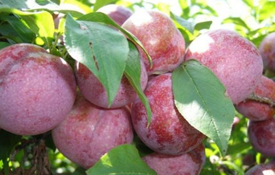 信宜特产三华李 信宜特产三华李