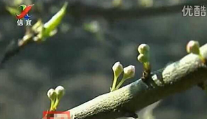 信宜钱排李花即将进入盛开时节 喜欢观看的朋友不容错过 信宜钱排李花即将进入盛开时节 喜欢观看的朋友不容错过